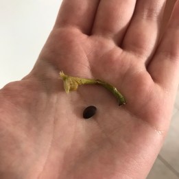 A single brown apple pip and an apple stalk resting in the palm of a white hand.